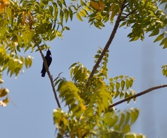 Cinnyris asiaticus