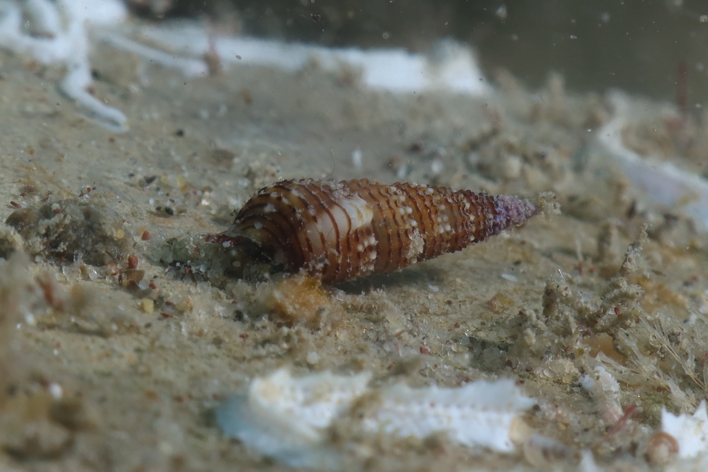 Bittium latreillii