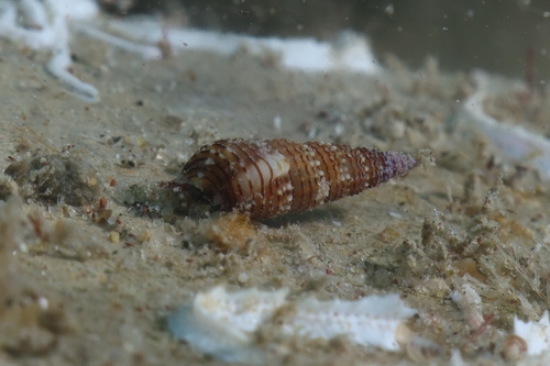 Bittium latreillii