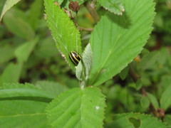 Cosmogramma kinbergi