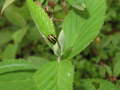 Cosmogramma kinbergi