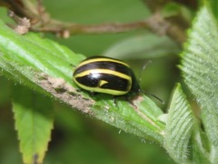 Cosmogramma kinbergi