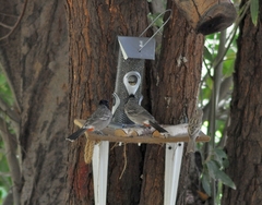 Pycnonotus cafer