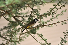 Pycnonotus leucotis