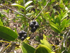 Smilax rufescens