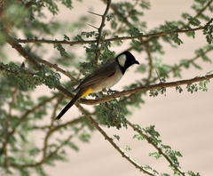 Pycnonotus leucotis