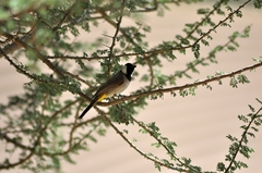 Pycnonotus leucotis
