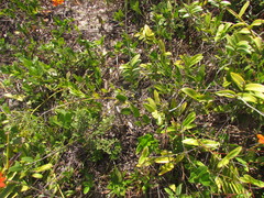 Smilax rufescens