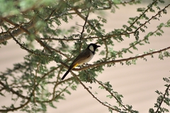 Pycnonotus leucotis