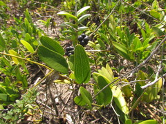 Smilax rufescens