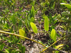 Smilax rufescens