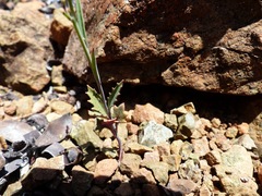 Streptanthus barbiger