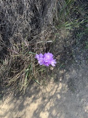 Dipterostemon capitatus capitatus