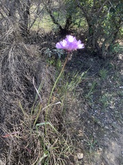 Dipterostemon capitatus capitatus