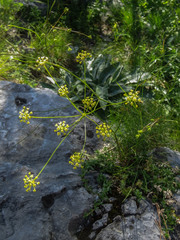 Seseli gracile