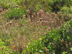 Schizachyrium microstachyum