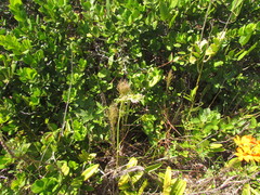 Elephantopus angustifolius