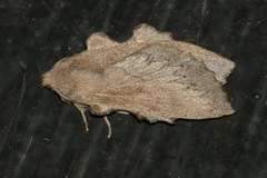 Rhinobombyx cuneata