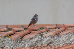 Phoenicurus ochruros