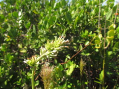 Elephantopus angustifolius