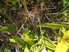 Elephantopus angustifolius