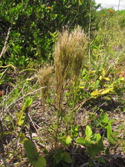 Schizachyrium microstachyum