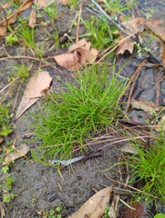 Isolepis carinata