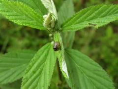 Cosmogramma kinbergi