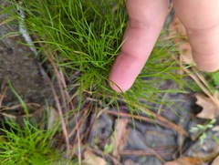 Isolepis carinata
