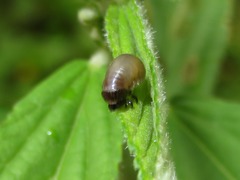 Cosmogramma kinbergi