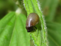 Cosmogramma kinbergi