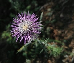 Galactites tomentosus