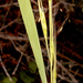 Amphibromus fluitans - Photo no hay derechos reservados
