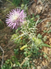 Galactites tomentosus