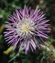 Galactites tomentosus