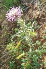 Galactites tomentosus