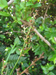 Scleria gaertneri