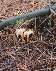 Craterellus lutescens