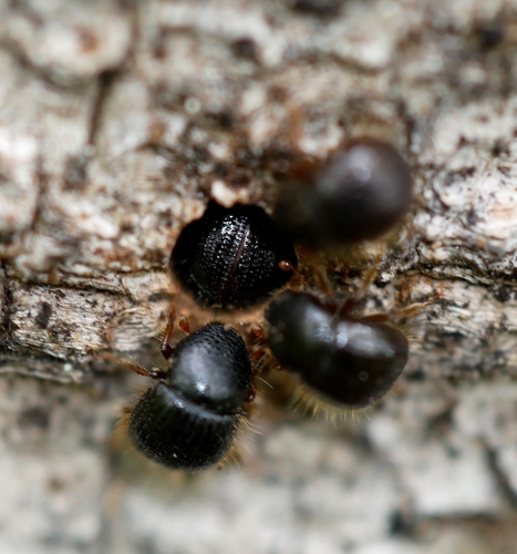 European Shothole Borer photo 2