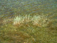 Amphibromus fluitans