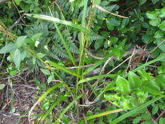 Scleria gaertneri