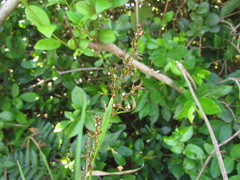 Scleria gaertneri