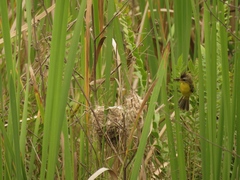 Pseudocolopteryx sclateri