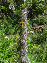 Stachys germanica