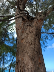Casuarina equisetifolia