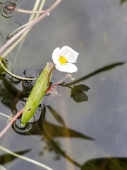 Sagittaria filiformis