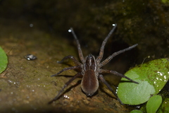 Diapontia anfibia