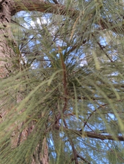 Casuarina equisetifolia