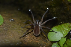 Diapontia anfibia