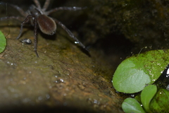 Diapontia anfibia